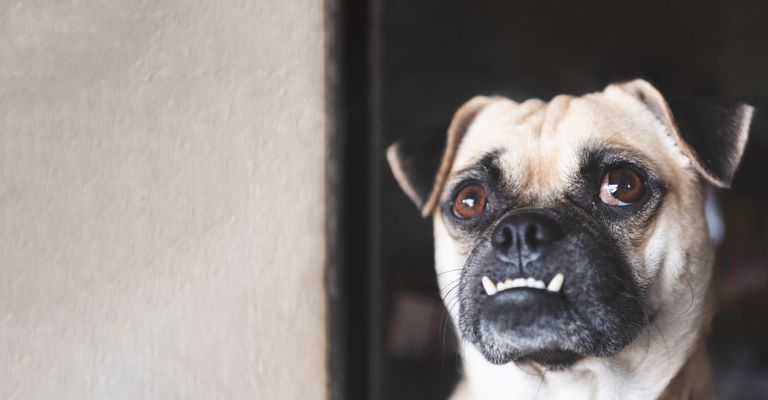 Mops-Hund, der nach der Arbeit mit weißem Wandhintergrund auf sein Herrchen wartet. Liebliches Haustier und niedlicher Hund. Bester Freund des Menschen Konzept. Überbiss und große Augen lustiges Gesicht Hund Thema