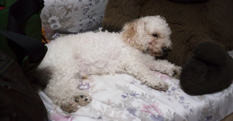 Niedlicher Welpe schläft MIniatur Labradoodle