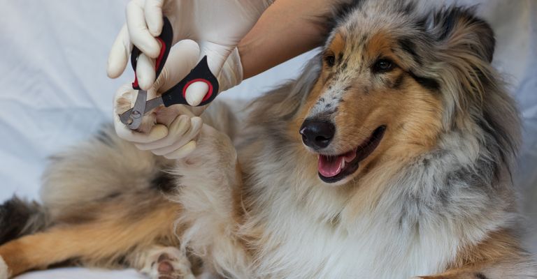 Trimmen der Krallen des Hundes in der Tierarztpraxis. Hundefrisörin schneidet Collie-Hund im Pflegesalon für Hunde. Tierarzt bei der Pflege von Hunden.