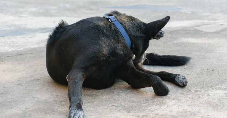 Nahaufnahme eines niedlichen Hundes im Freien