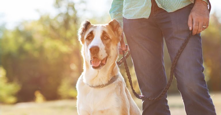 Mann und zentralasiatischer Schäferhund gehen im Park spazieren. Er hält den Hund an der Leine.