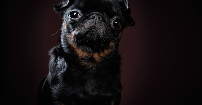 Porträt eines kleinen brabanischen Hundes auf dunklem Hintergrund, Profilansicht