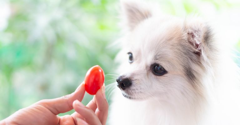 Nahaufnahme niedlichen pomeranian Hund suchen rote Kirschtomaten in der Hand mit glücklichen Moment, selektiven Fokus