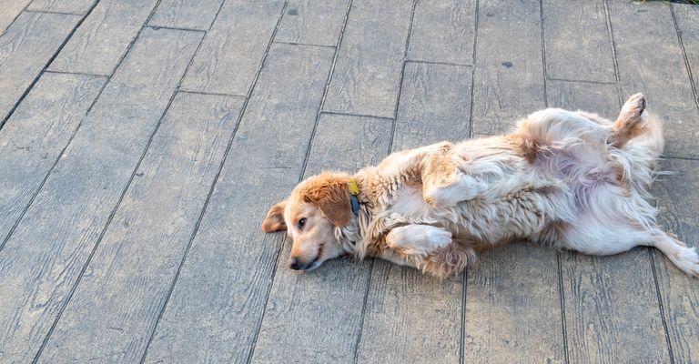 Ein streunender Hund liegt auf dem Boulevard. Die Stadt Batumi, Georgien. Die örtlichen Behörden registrieren die Tiere und führen Buch. Anwohner füttern Hunde.