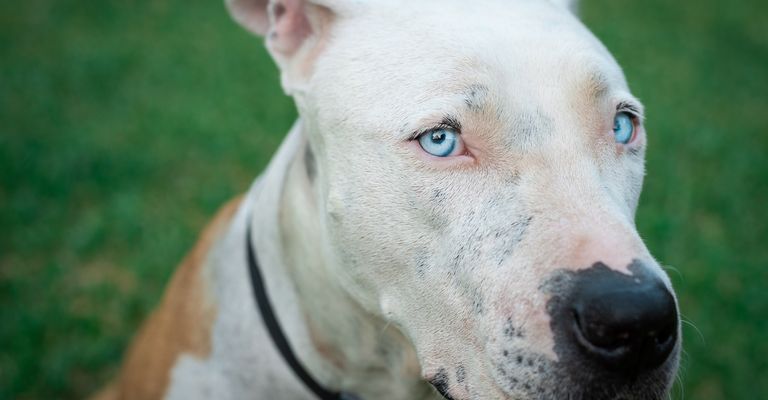 Pit Bull American Stafford Hund Porträt in grünem Hintergrund. Blaue Augen in Großaufnahme. Schöner weißer und brauner Hund. Hund schaut in die Kamera. Liebenswerter Hund mit schönem Blick