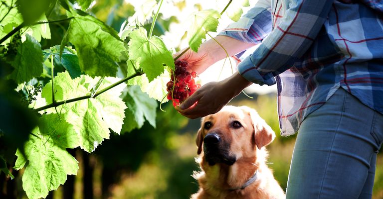 Frau pflückt Trauben in einem Weinberg mit einem Hund