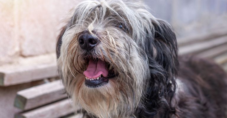 Polnischer Niederungsschäferhund, der auf einer Holzbank auf der Straße sitzt und seine rosa Zunge zeigt. Porträt eines schwarz-weißen, flauschigen, langhaarigen Hundes mit dickem Fell. Niedlicher lustiger Haustier-Hintergrund.