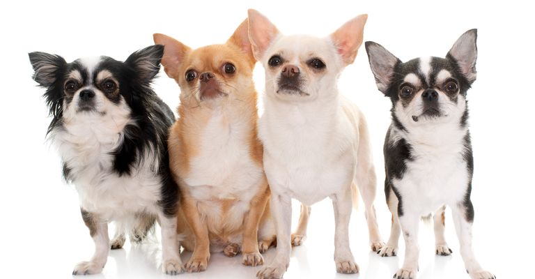 Reinrassige Chihuahuas vor weißem Hintergrund