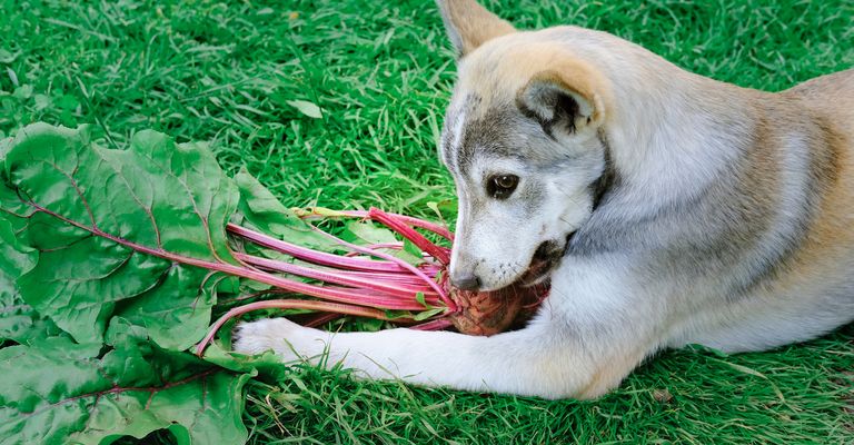 Ein niedlicher Hund knabbert an einer roten Rübe auf einer Wiese.