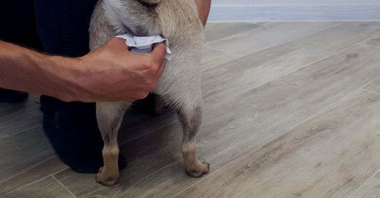 Der Mensch reinigt die Paraanaldrüsen eines Mops-Hundes. Ein notwendiger Eingriff für die Gesundheit von Hunden. Haustierpflege.