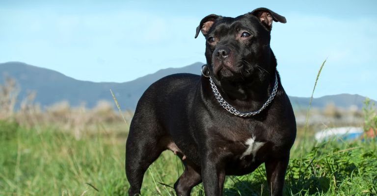 Englischer Staffordshire Bullterrier.