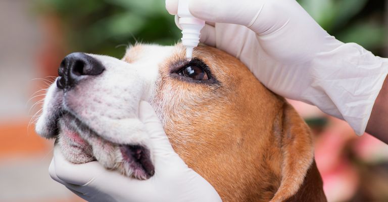 Tierarzneimittel Augentropfen für Beagle-Hunde verhindern Infektionskrankheiten Cherry-Augenkrankheiten in den Augen von Haustieren