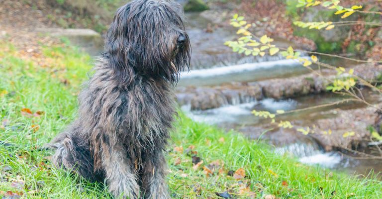 Eine fröhliche junge Bergamasco-Schäferhündin mit schwarzem Fell ist an einem Herbsttag draußen in einem Park in Norditalien, Europa, zu sehen.