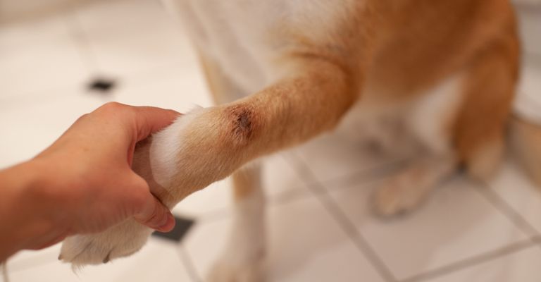 Ein Bernhardiner-Husky-Mischling hat eine schmerzhafte heiße Stelle an der Vorderpfote und hat sie geleckt, bis sie rot, blutig und wund war. Sie haben auch das Fell um die Stelle herum ausgerissen, um die Heilung zu unterstützen.