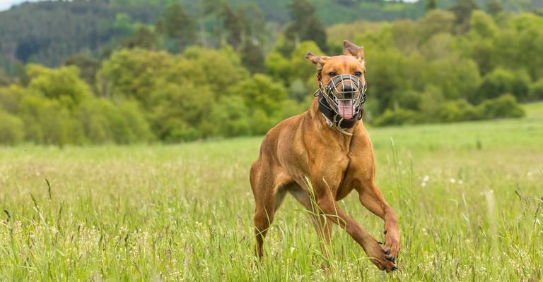 Hund auf einer Frühlingswiese. Der Hund trägt einen Maulkorb. Laufender Rhodesian Ridgeback mit Maulkorb und einem elektrischen Halsband.