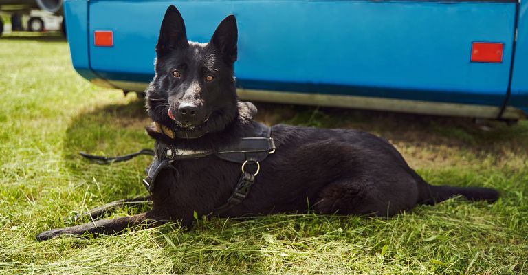 Schöner Sicherheitspolizeihund oder Drogenspürhund, der auf grünem Gras auf dem Flugplatz ruht