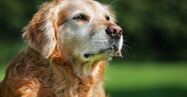 Reinrassiger Golden Retriever Hund im Freien an einem sonnigen Sommertag.