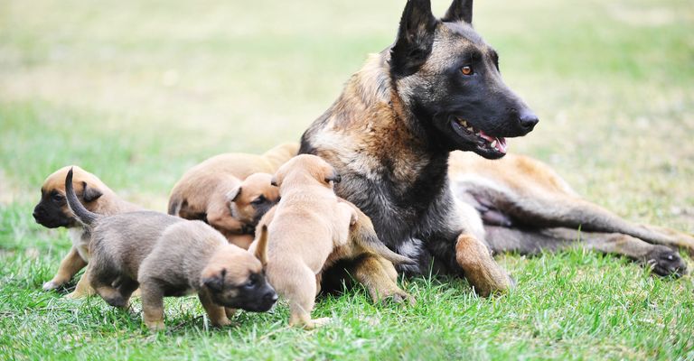 Hündin des Belgischen Schäferhundes Malinois mit Welpen