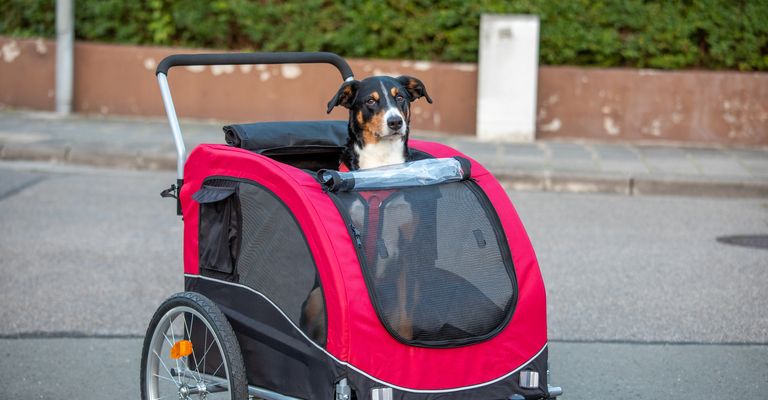 Hund im Fahrradanhänger sitzend, Appenzeller Sennenhund