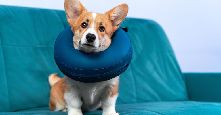 Welsh Corgi Pembroke oder Cardigan Welpe mit aufblasbarem Schutzkragen um den Hals oder Schaumstoffkissen im Gehäuse. Der kranke Hund sitzt gehorsam auf der Couch. Ausrüstung für die Rehabilitation nach einer Operation