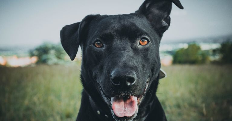 Eine Nahaufnahme eines Porträts eines schwarzen Mallorca-Schäferhundes in einem Park bei Tageslicht