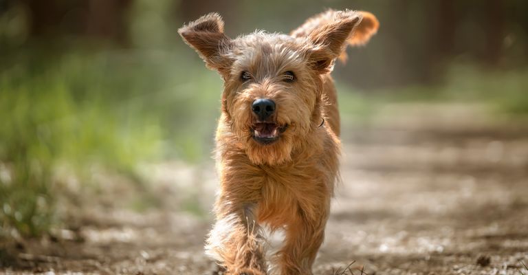 Basset Fauve de Bretagne Hund läuft im Wald mit erhobener Pfote direkt auf die Kamera zu