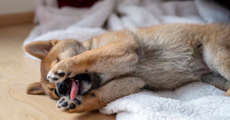 Porträt des niedlichen Shiba Inu, kleiner Hund, Welpe, Nahaufnahme. Dogecoin. Rothaariger japanischer Hund lächelt Porträt. Leuchtende Farbe, Kryptowährung, elektronisches Geld. Foto in hoher Qualität