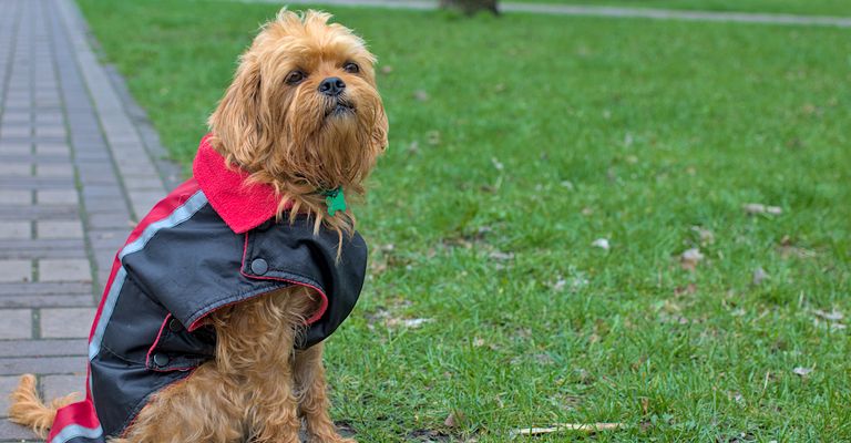 Dekorativer belgischer Hund Griffin in Winterkleidung bei einem Spaziergang im Stadtpark. Haustiere. Unscharfer Hintergrund. Nahaufnahme.