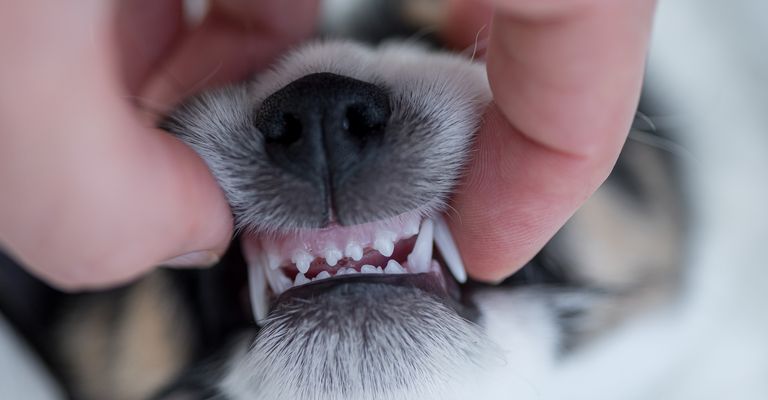 Zahnkontrolle - Hundewelpe 5,5 Wochen alt - korrektes Gebiss eines kleinen jungen Jack Russell Terrier-Hündchens