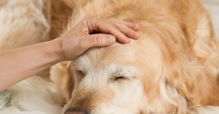 Golden Retriever Hund erkältet sich im Bett erholend