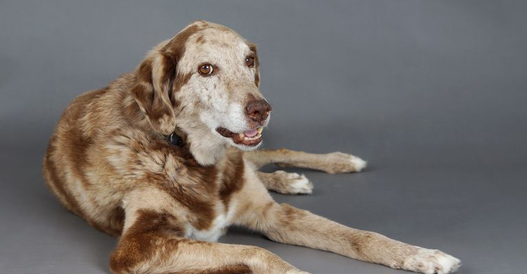 Schöner großer gemischter Labrador und Australian Shepherd Hund im Studio