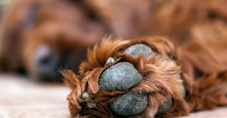 Die Pfote eines schlafenden, faulen Hundes