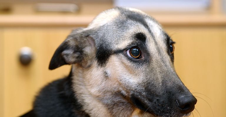 Säugetier, Wirbeltier, Hunderasse, Hund, Canidae, Fleischfresser, Schnauze, Nase, Auge, Schnurrhaare, Mischling mit Angst, ängstlicher Hund, Hund hat Angst, legt Ohren zurück