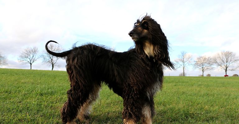 Afghanischer Windhund auf Wiese Hund, Wolke, Himmel, Wirbeltier, Pflanze, Fleischfresser, Leber, Hunderasse, Begleithund, Grasland,