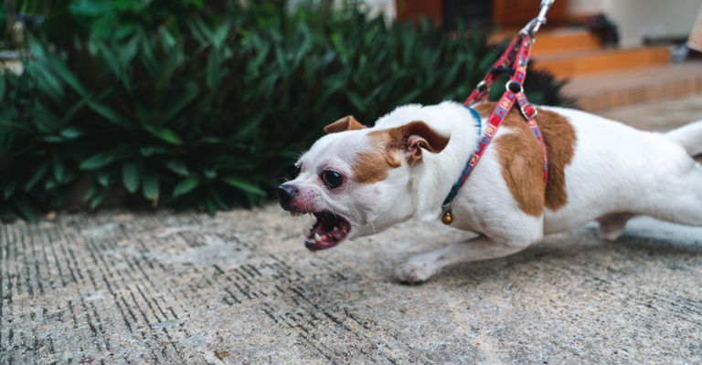 Hund, Hunderasse, Canidae, Begleithund, Fleischfresser, Schnauze, Leine, Sportgruppe, Kitz, Seltene Rasse (Hund), kleiner Hund zerrt an der Leine und bellt sehr aggresiv, aggressives Bellen beim Hund