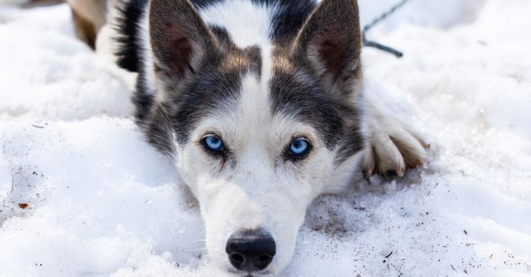 Alaskan Husky liegend, schwarz weißer Laufhund, Amerikanische Hunderassse für Schlitten, Schlittenhund, Arbeitshund, Hund mit Stehohren