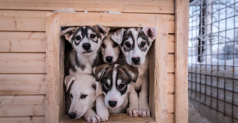 Alaskan Husky liegend, schwarz weißer Laufhund, Amerikanische Hunderassse für Schlitten, Schlittenhund, Arbeitshund, Hund mit Stehohren, Welpen in einer Kiste, Hundehütte, fünf kleine Welpen, Stehohren beim Welpen, Kippohren bevor es Stehohren werden, Alaskan Welpen, Huskywelpe