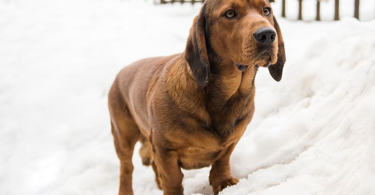 Alpenländische Dachsbracke im Schnee, brauner kleiner Jagdhund aus Österreich mit Schlappohren und kurzem Fell