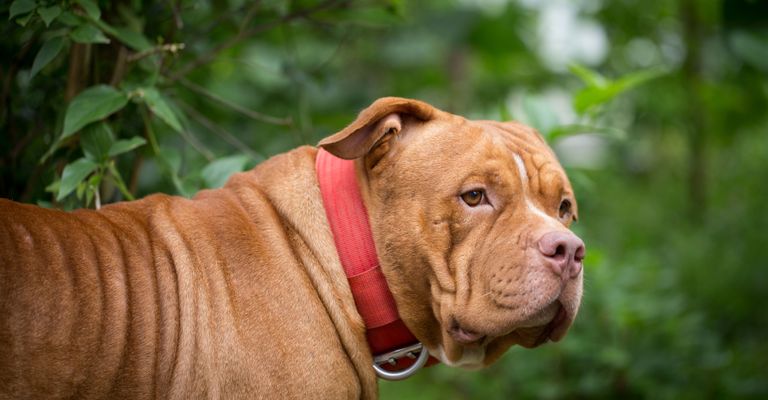 American Bulldog Bully zwischen Pflanzen Hund, Säugetier, Wirbeltier, Hunderasse, Canidae, Fleischfresser, Molosser, Schnauze, Amerikanische Bulldogge mit rotem Halsband zwischen Pflanzen