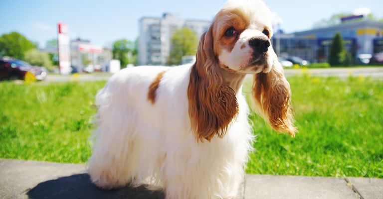 American cocker Spaniel braun weiß ausgebürstet, keine Locken mehr, Hund mit Locken, Hund der auf Ausstellungen geht, gepflegte Hunderasse, mittelgroße Hunderasse mit langem Fell