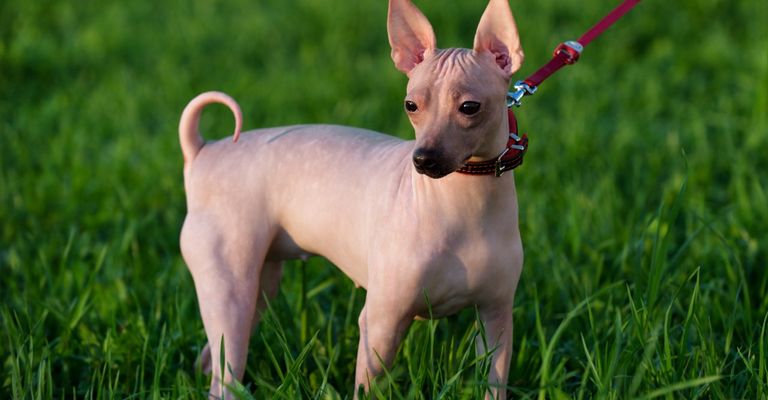 American Hairless Terrier Nackthund auf Gras