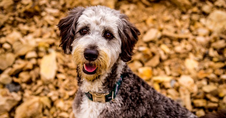 Hund, Wirbeltier, Hunderasse, Canidae, Säugetier, Fleischfresser,  Schnauze, Sportgruppe, grauer Aussiedoodle sitzt auf Erde