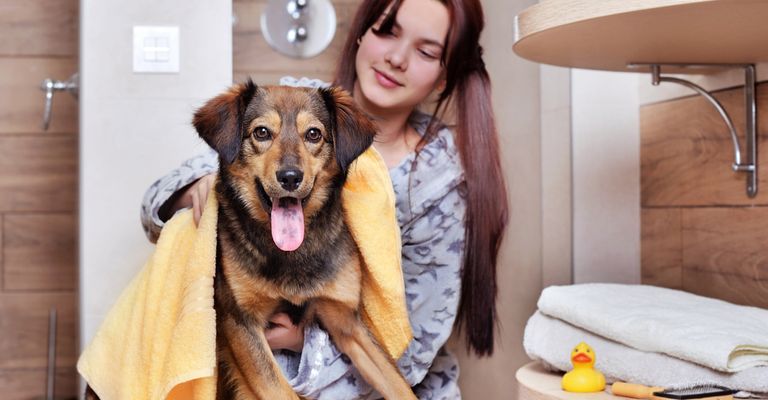 Lächeln,Hund,Lila,Fleischfresser,Gelb,Glücklich,Hunderasse,Komfort,Kitz,Tisch, Bademantel, Hundebademantel, Gelbes Handtuch für Hund, Hundetandtuch, Hund im Badezimmer, Hund baden, duschen, Shampoo für Hunde