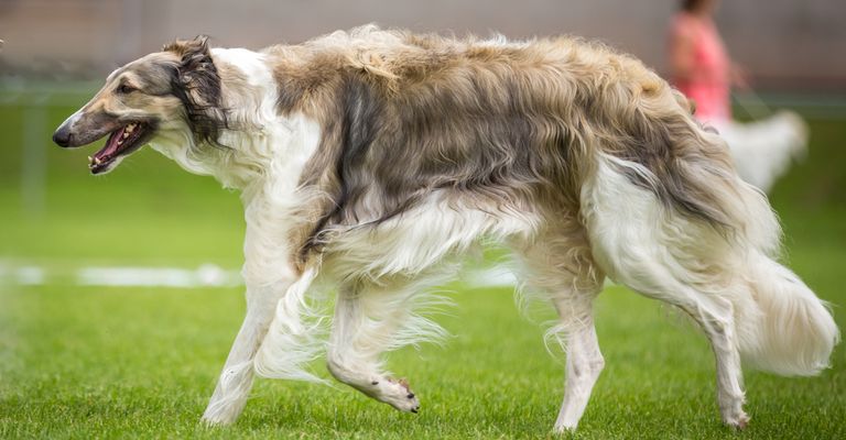 Hund,Fleischfresser,Windhund,Hunderasse,Gras,Begleithund,Barsoi,Seidener Windhund,Landtier,Hundesport,