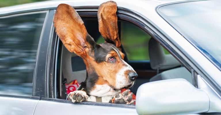 Basset Hund sitzt auf dem Beifahrerplatz mit Kopf bei offenem Fenster, die Ohren fliegen durch den Fahrtwind, Säugetier, Canidae, Fahrzeugtür, Hunderasse, Fleischfresser, Schnauze, Auto, Fahrzeug, Jagdhund,