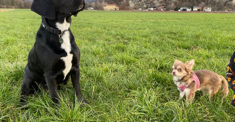 Hund, Pflanze, Wolke, Himmel, Hunderasse, Fleischfresser, Arbeitstier, Gras, Kitz, Begleithund,