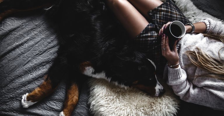 Fell, Canidae, Hund, Hand, Klaue, Bein, Begleithund, Fotografie, Wachhund, Fleischfresser, Berner Sennenhund kuschelt mit Frau auf Sofa auf Schafsfell, Tee, gemütlich