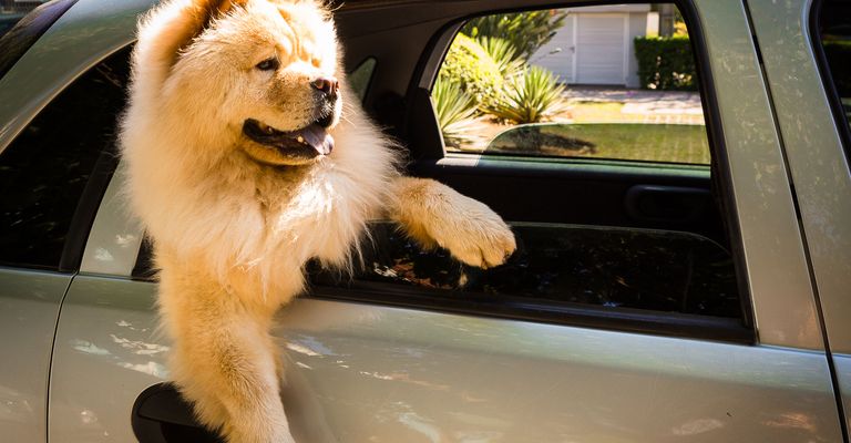 Hund, Säugetier, Wirbeltier, Canidae, Fleischfresser, Hunderasse, Fahrzeugtür, Sportgruppe, Begleithund, Fahrzeug, blonder Chowchow sitzt im Auto und lässt eine Pfote heraushängen