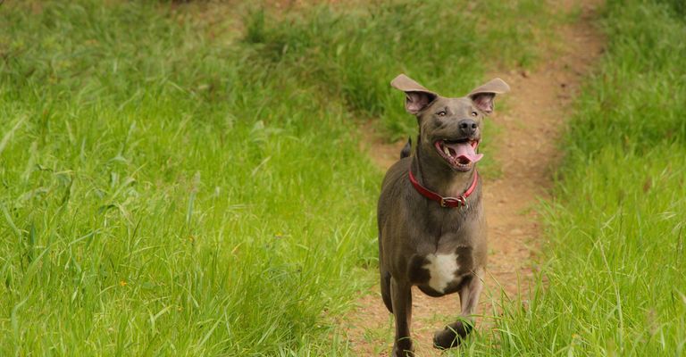 Blue Lacy, amerikanische Hunderasse, grauer Hund rennt über eine Wiese