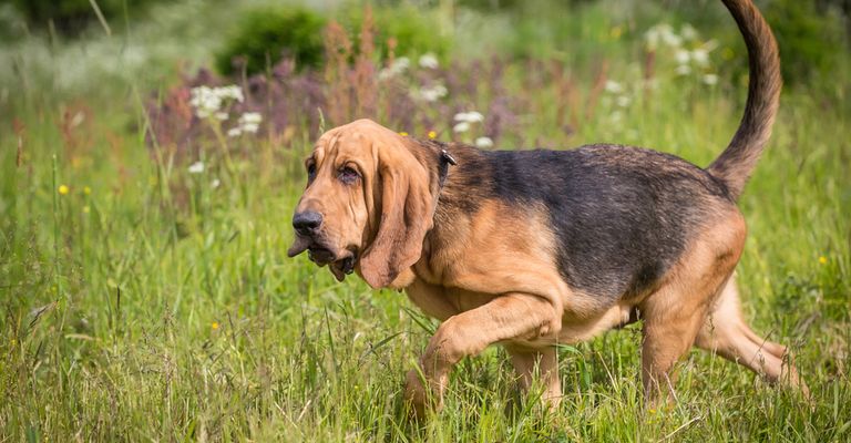 Hund braun schwarz auf der Suche nach einer Beute, Jagdhunderasse, Bluthund, Bloodhound, Jagdhund mit langem schwarz und langen Schlappohren, Hubertushund